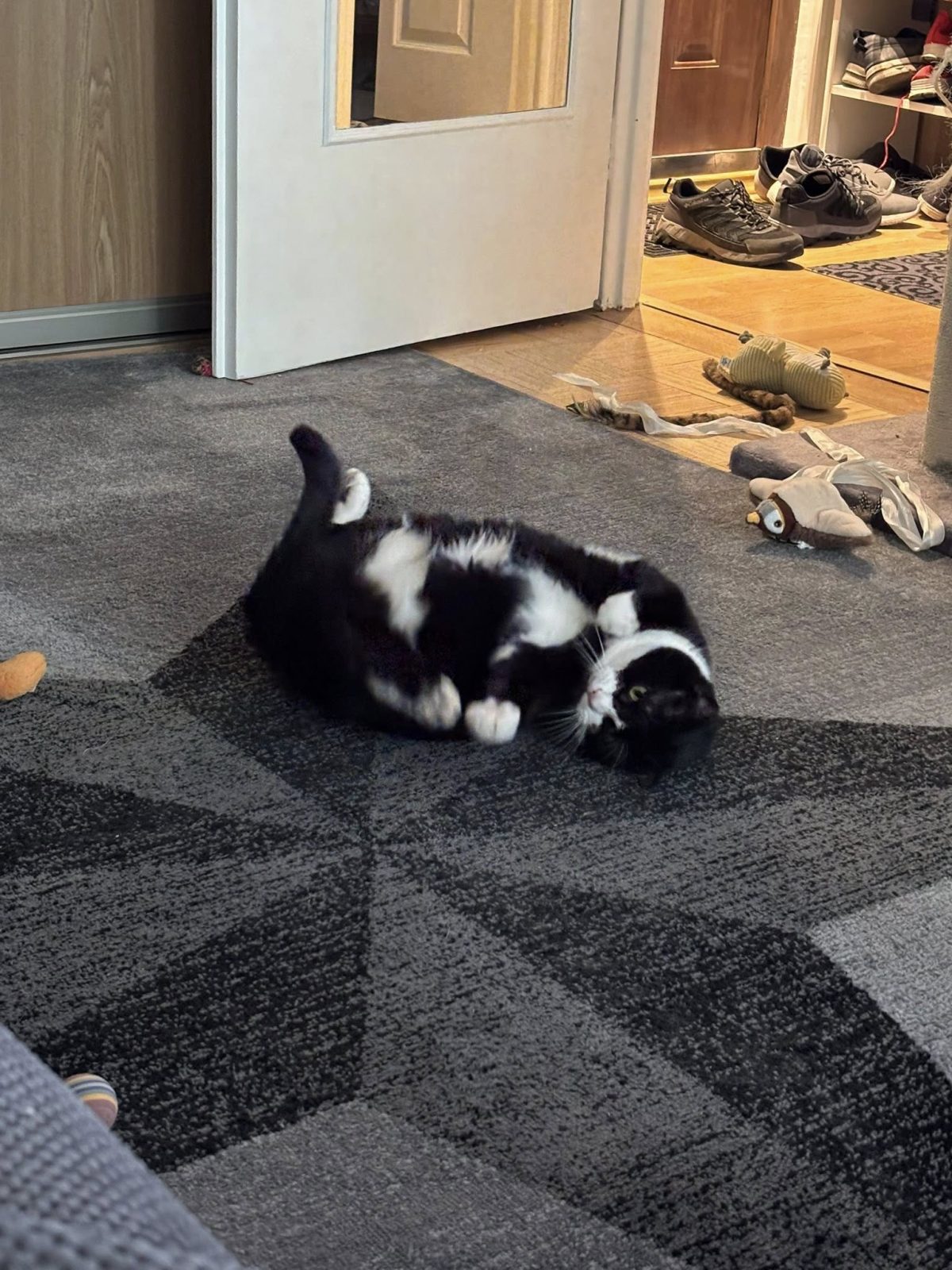 Lohe and Benno Cat Yoga