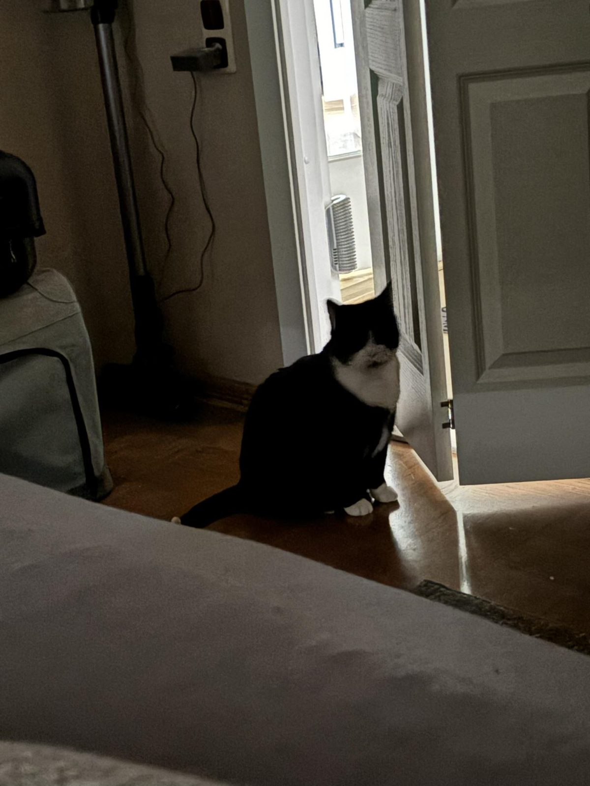 The Purr Duo