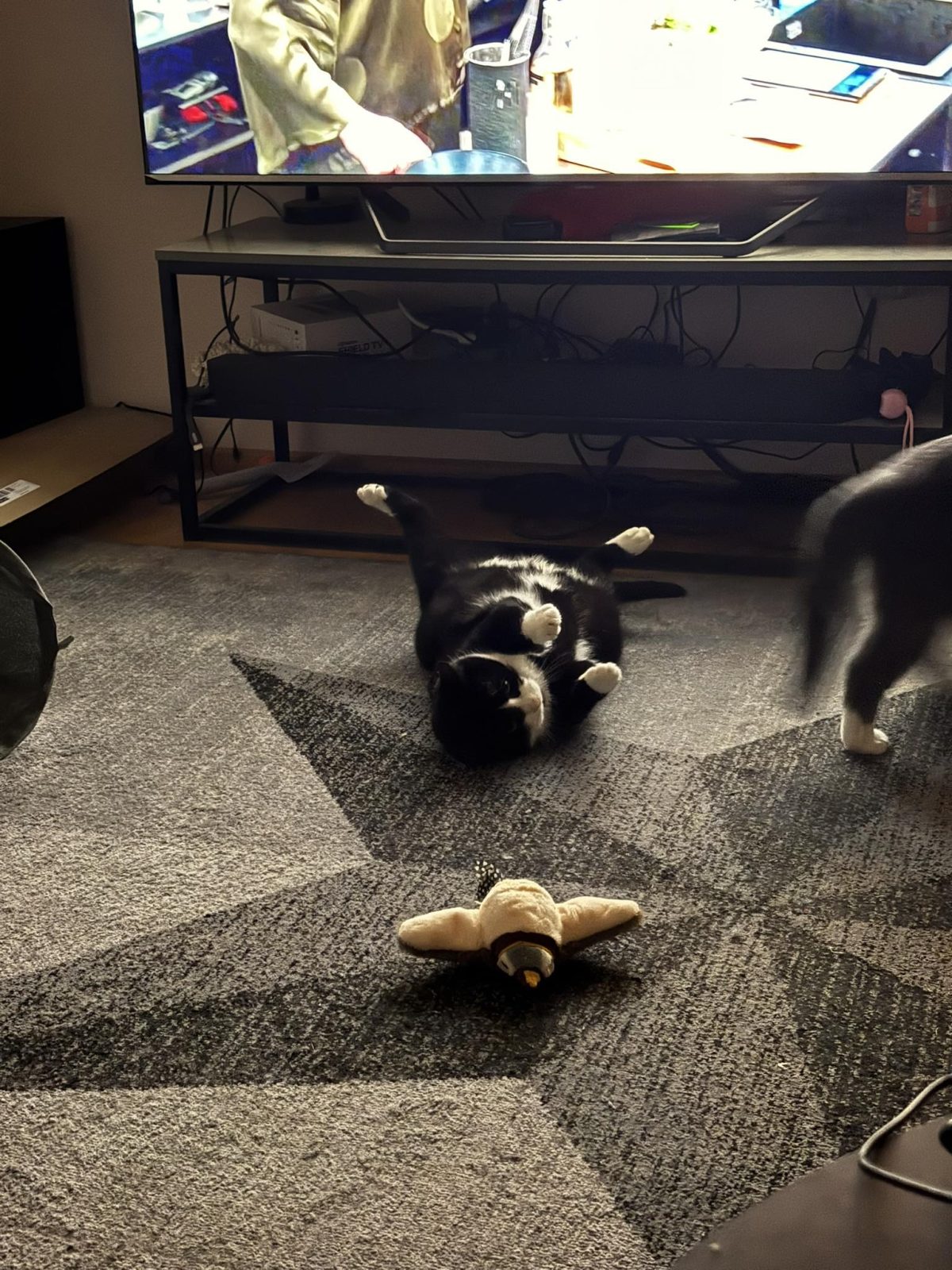 Summer zoomies by cats Lohe and Benno