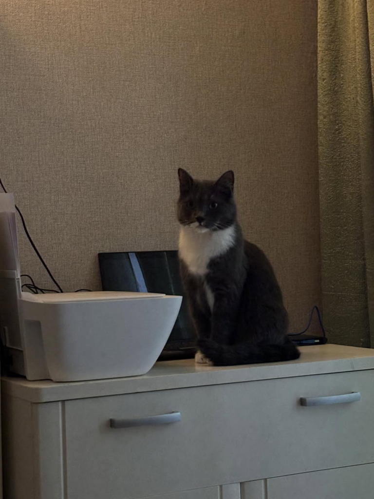 cat sitting next to a laptop and printer