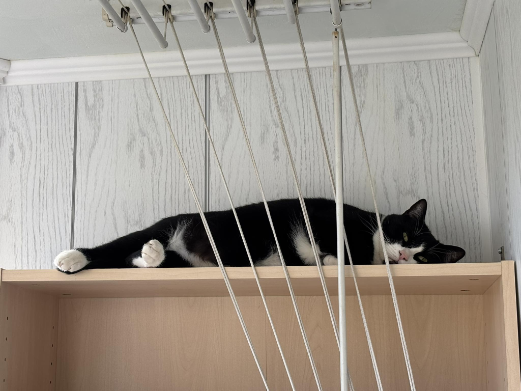 Cat lounging in the cupboard
