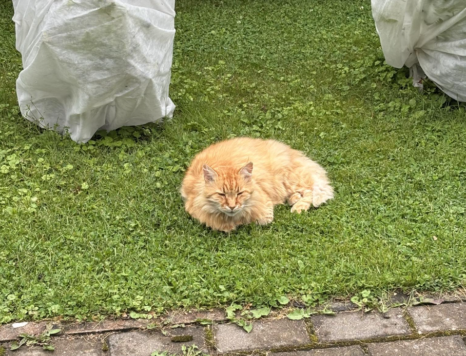 Prinssi The Cat