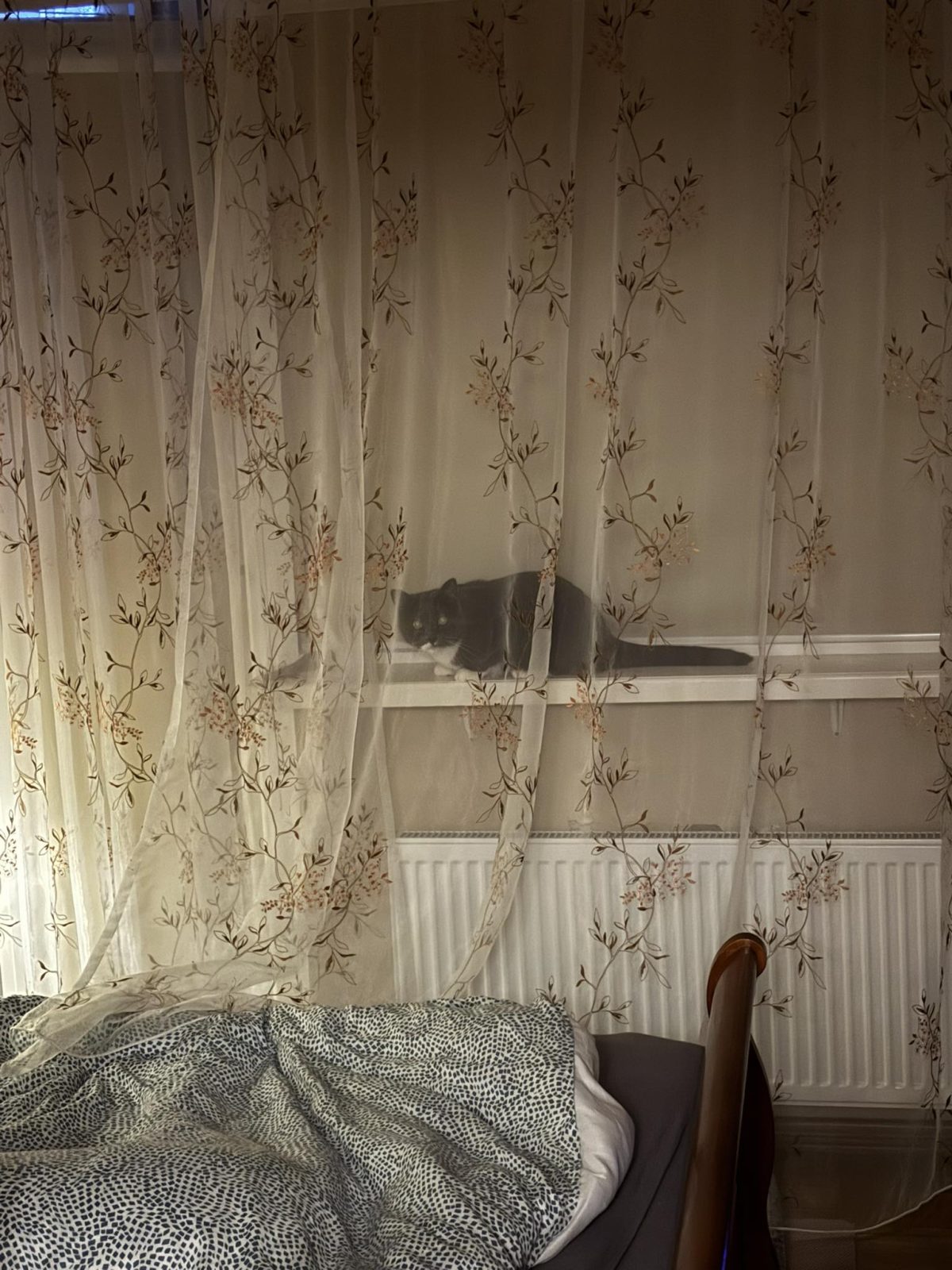 A playful cat tale where Benno enjoys dinner while Lohe attempts the ultimate disappearing act—only to be betrayed by a swishing tail and his love for food. A cozy, funny story of feline mischief and hoomin patience